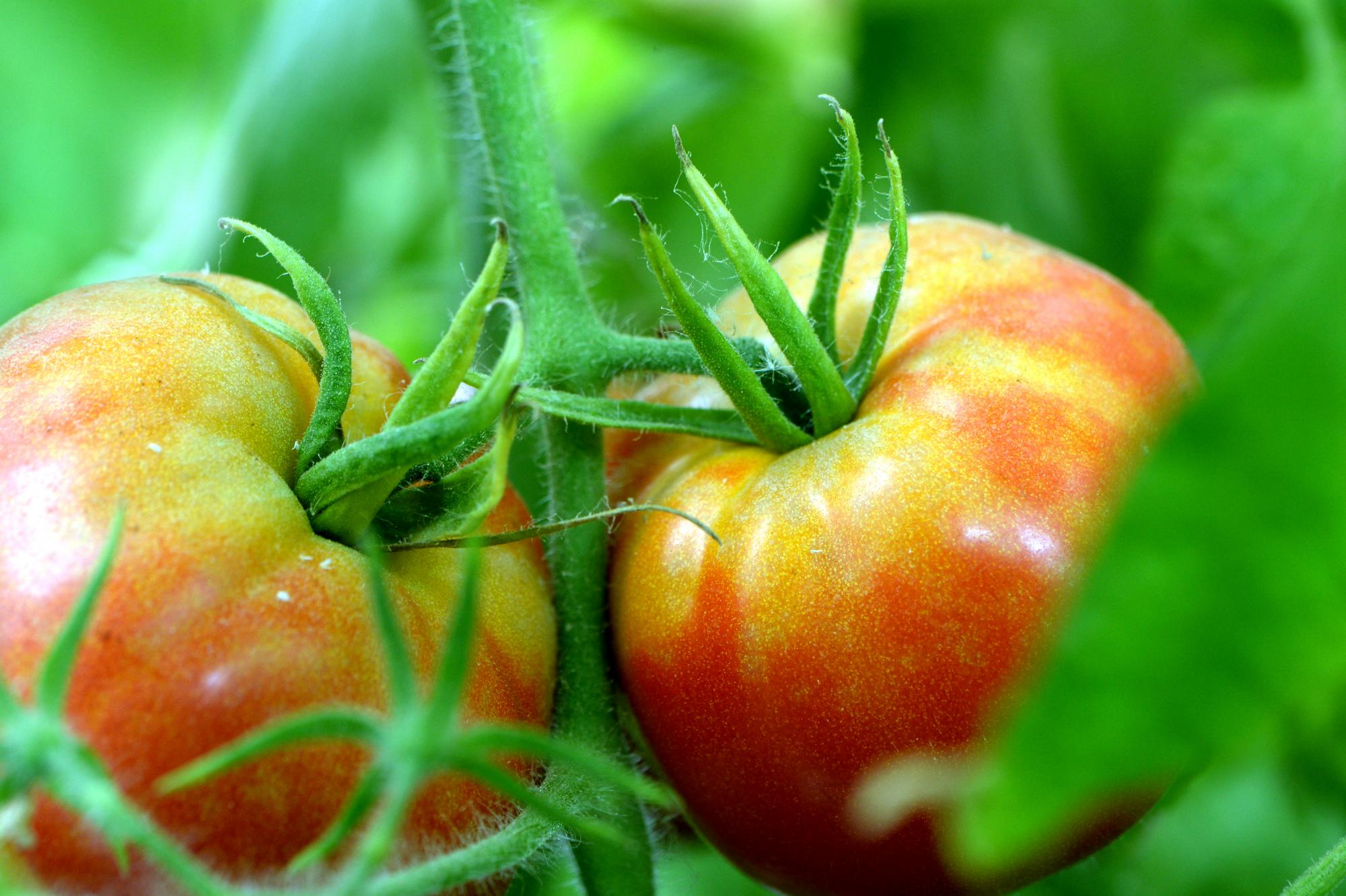 Tomaten in Aquaponik