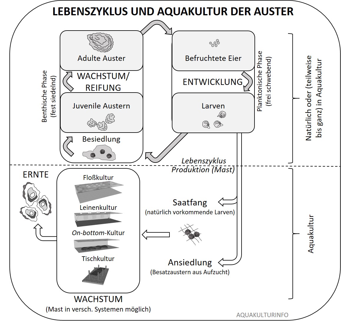 Lebenszyjklus und Aquakultur der Auster