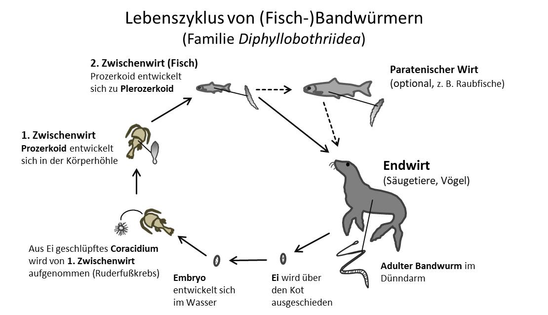 Lebenszyklus Bandwurm
