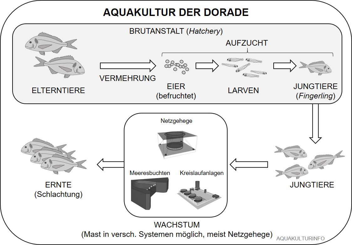 Aquakultur der Dorade