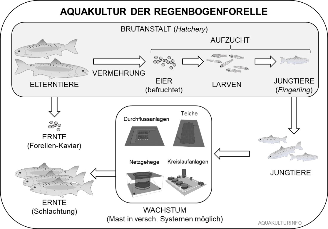 Aquakultur Forelle