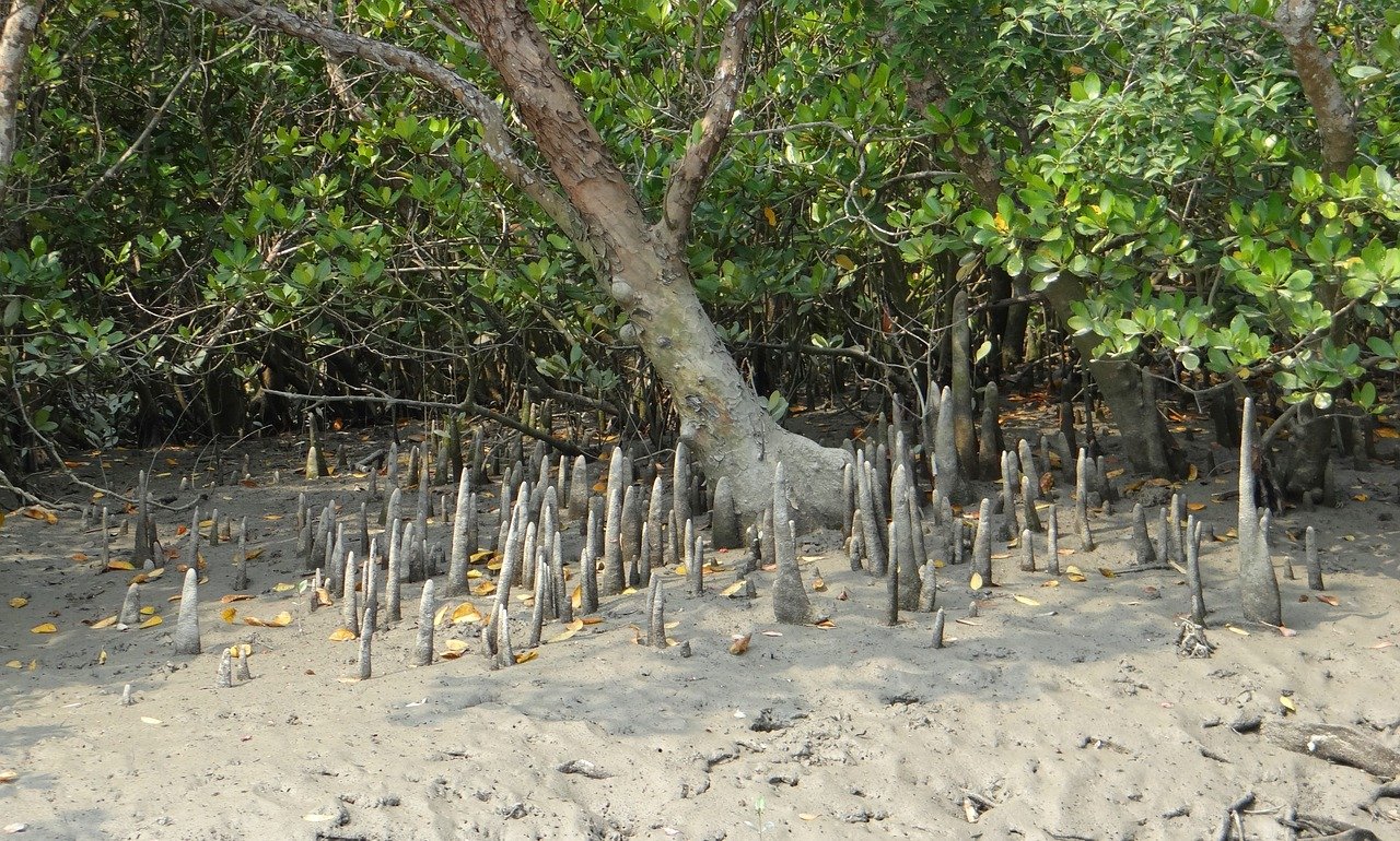 Mangrovenwurzeln